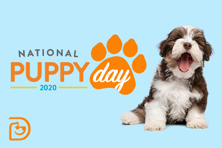 March sales ideas: Springfield's National Puppy Day banner 